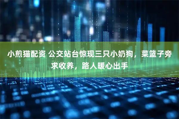 小煎猫配资 公交站台惊现三只小奶狗，菜篮子旁求收养，路人暖心出手